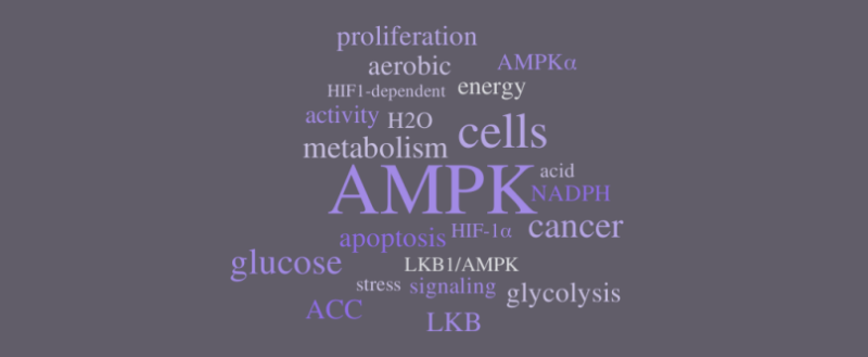 AMPK Enzyme Slows Aging and Promotes Weight Loss