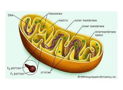 Mitochondria and Aging