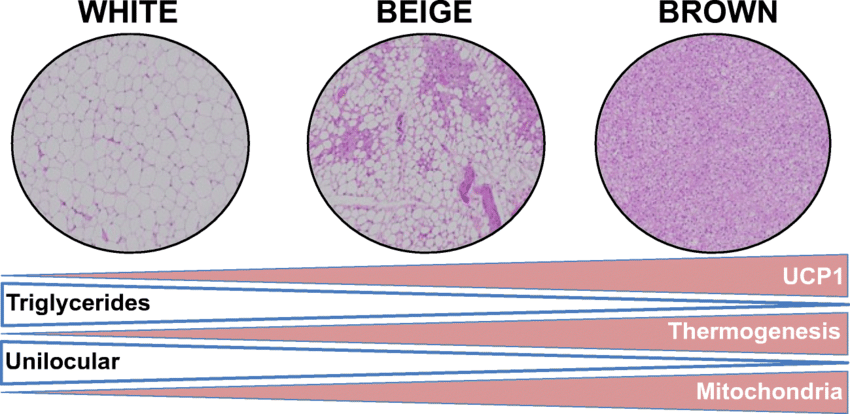 Beige Adipose Tissue