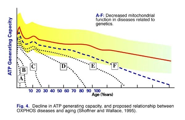 Brown Adipose Tissue Accelerates Fat-burning