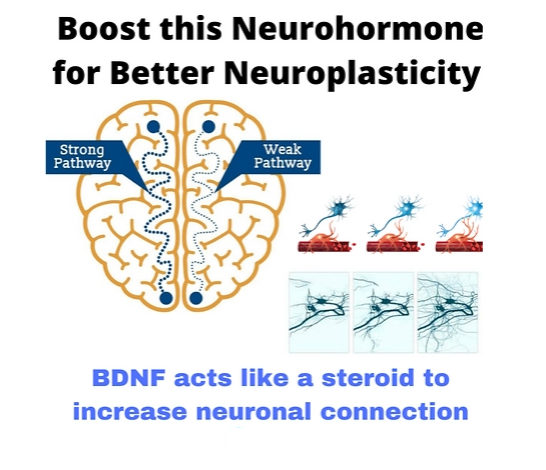 Fasting improves mitochondrial health