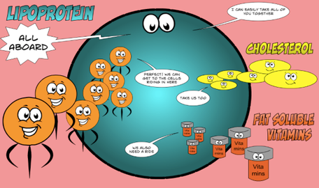 Why Doctors Fear High LDL Levels