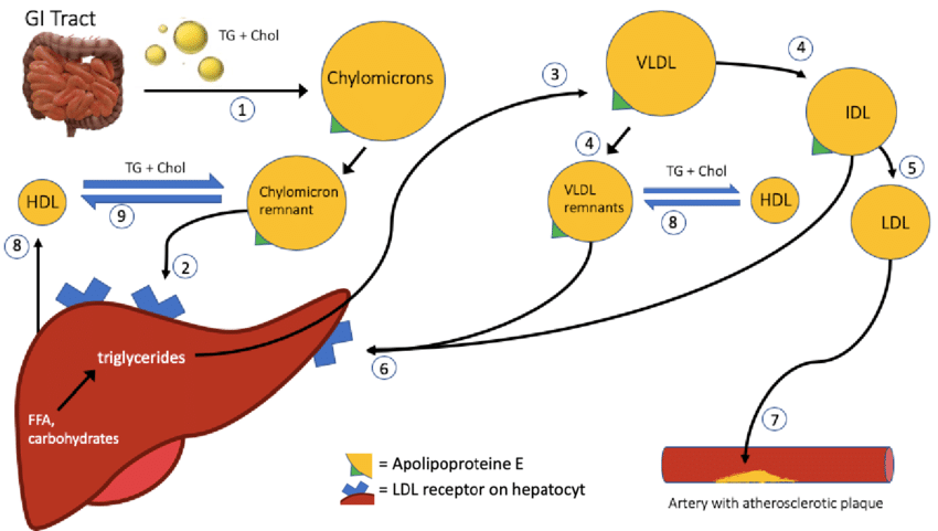 How To Tell Your Blood Lipids After Keto